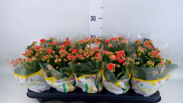 <h4>Kalanchoe blos. 'RosDon Amador'</h4>