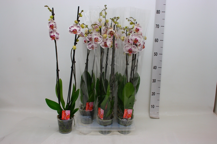 <h4>PHAL CALYPSO</h4>