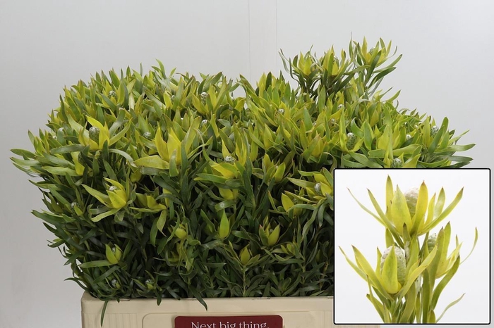 <h4>LEUCAD PIZZA</h4>