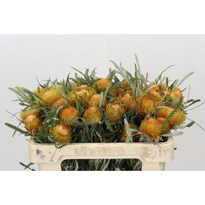 Banksia Dryandra