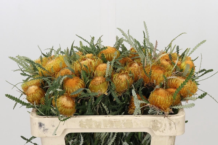<h4>Banksia Dryandra</h4>
