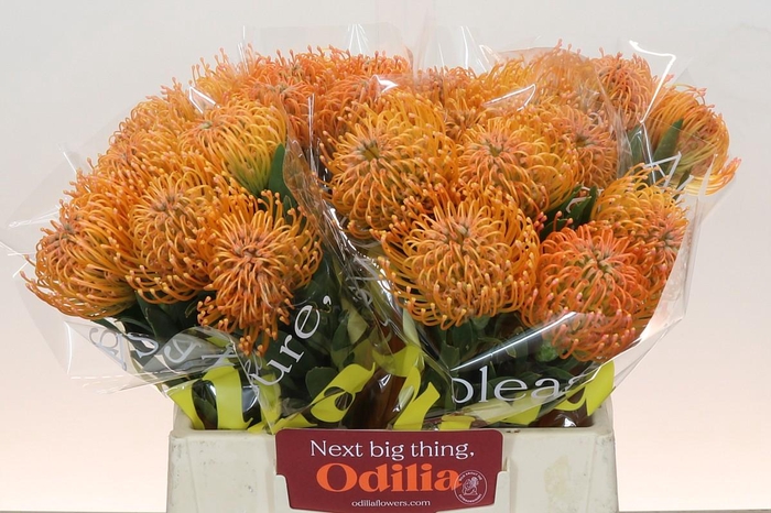 <h4>Nutans Ayoba Peach</h4>