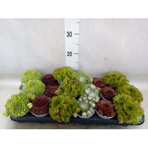Sempervivum   ...mix