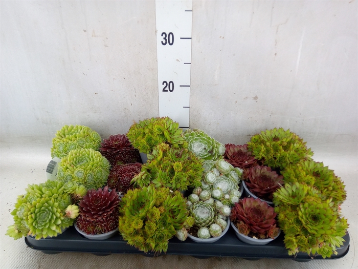 <h4>Sempervivum   ...mix</h4>