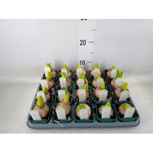 Hyacinthus orie. 'Pearl White'