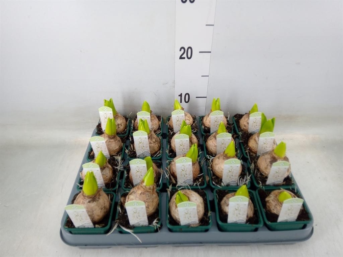 <h4>Hyacinthus orie. 'Pearl White'</h4>