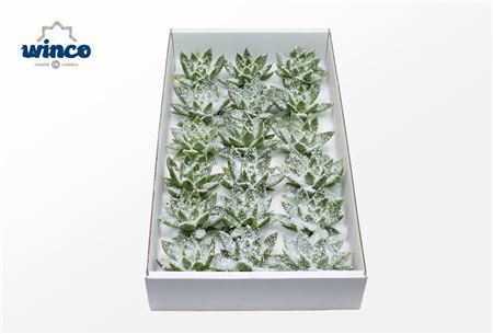 <h4>Echeveria White Snow Cutflower Wincx-8cm</h4>