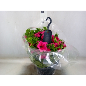 Petunia  'Surfinia'   ...