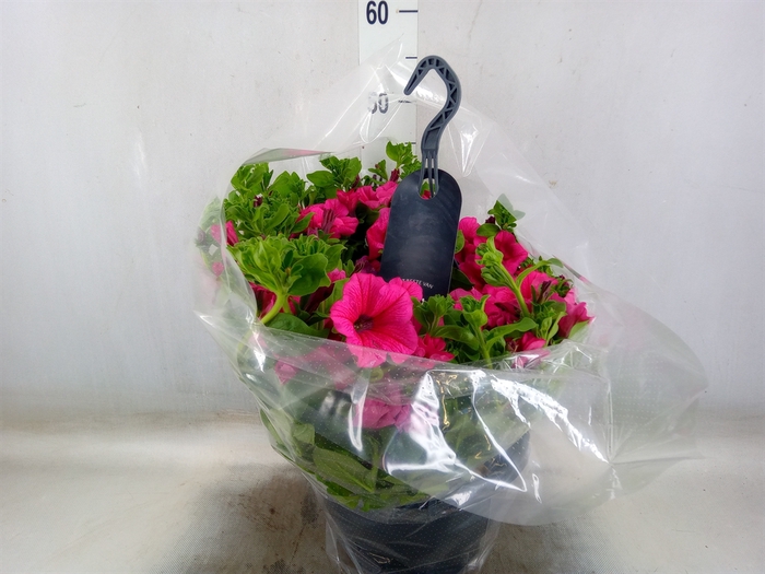 <h4>Petunia  'Surfinia'   ...</h4>