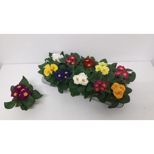 PRIM ACAULIS GEMENGD