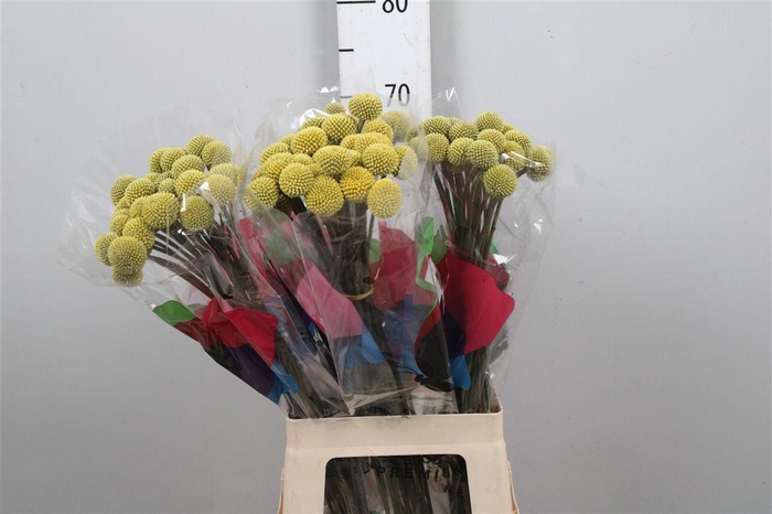 <h4>Cras Paintball Pop</h4>