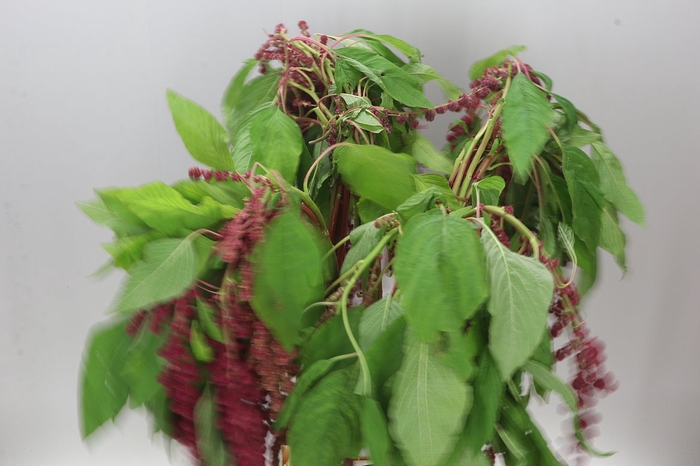 <h4>Amaranthus Ca Rosary</h4>