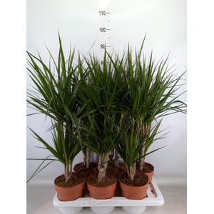 Dracaena marg.
