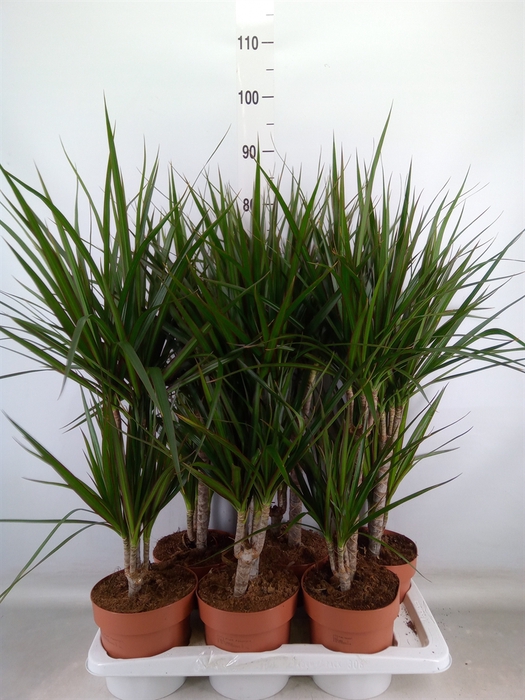 <h4>Dracaena marg.</h4>