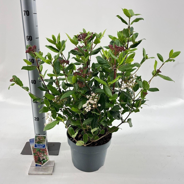 Viburnum tinus Gwenllian