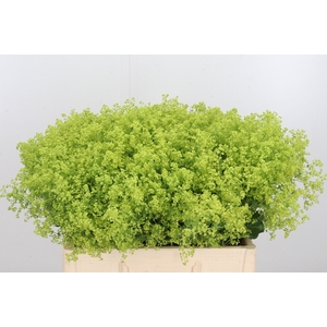 Alchimella Robusta Extra