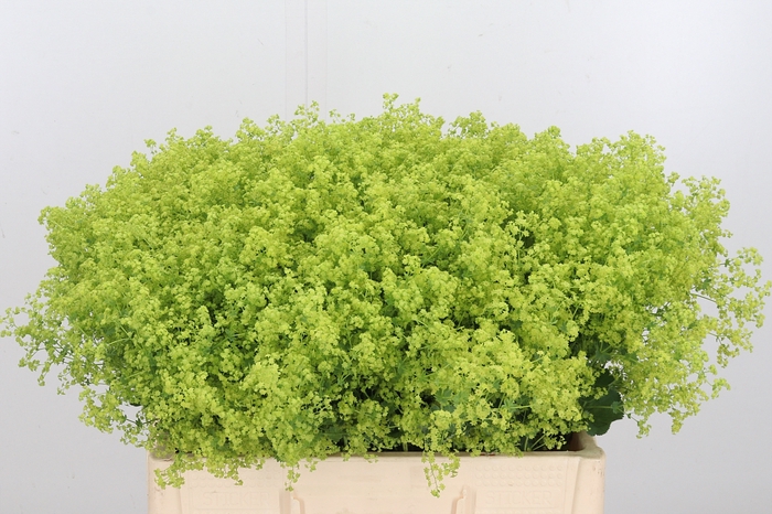 <h4>Alchimella Robusta Extra</h4>