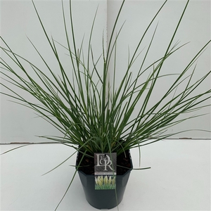 Graminées Cortederia sell. 'Mini Silverpampas'