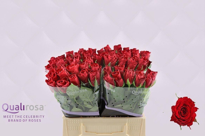 <h4>R Gr Madam Red</h4>