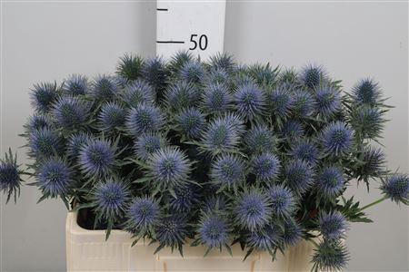 <h4>Eryn Magnetar Qstar</h4>