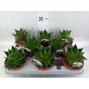 Aloe aristata 'Cosmo'