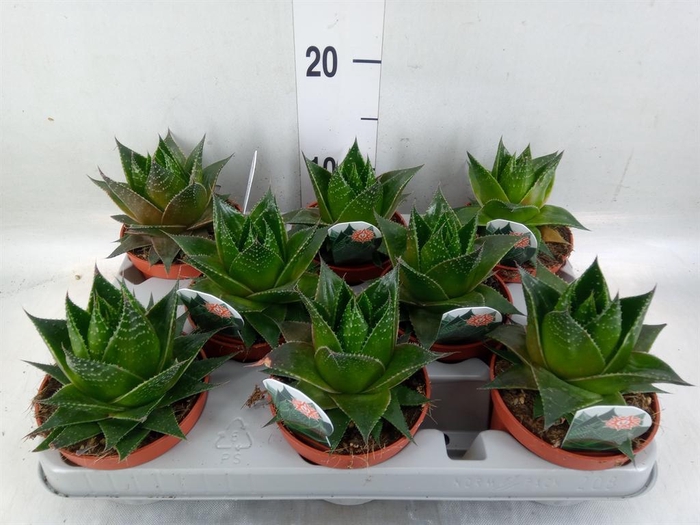 Aloe aristata 'Cosmo'