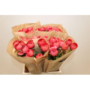 Ran Cloni Ex Fragolino