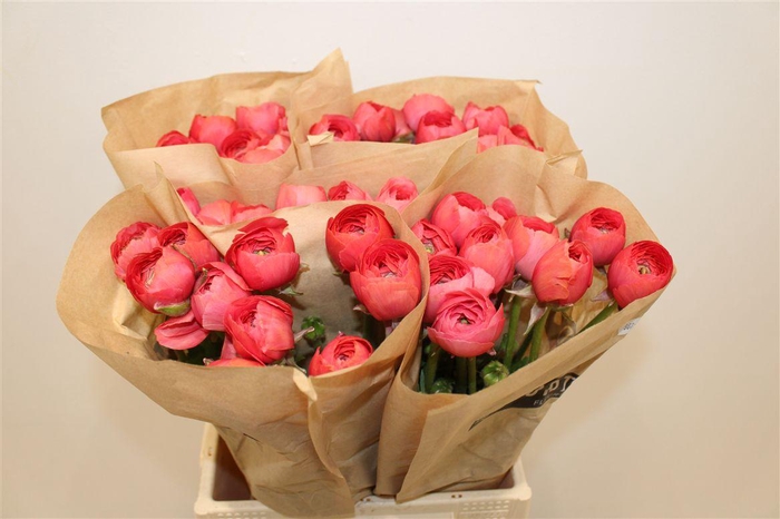 <h4>Ran Cloni Ex Fragolino</h4>