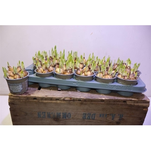 arr8 Narc O Tete A Tete