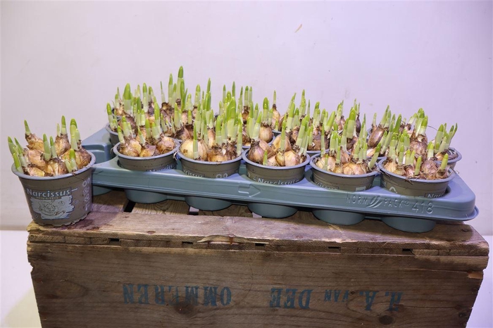 <h4>arr8 Narc O Tete A Tete</h4>