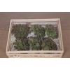Wax Hydrangea Groen