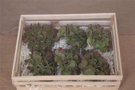 <h4>Wax Hydrangea Groen</h4>