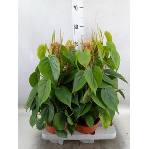 Philodendron scand.