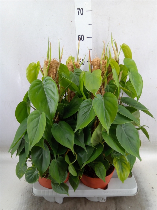 <h4>Philodendron scand.</h4>