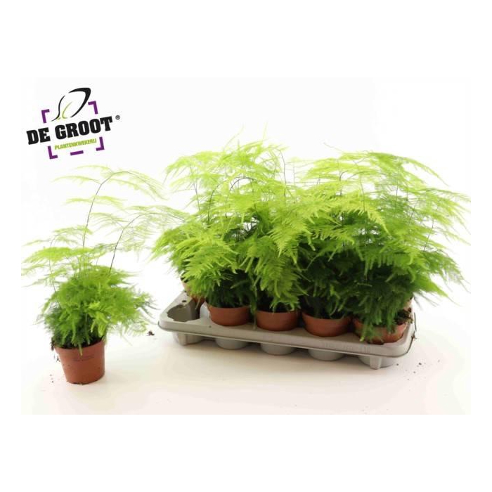 <h4>Asparagus Setaceus 12Ø 40cm</h4>