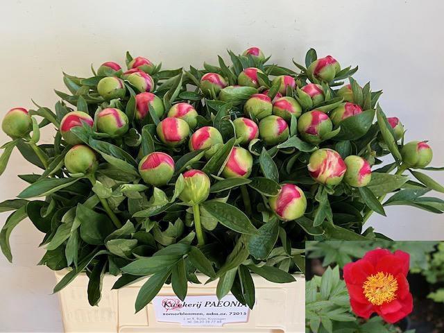 <h4>PAEO HH FLAME</h4>