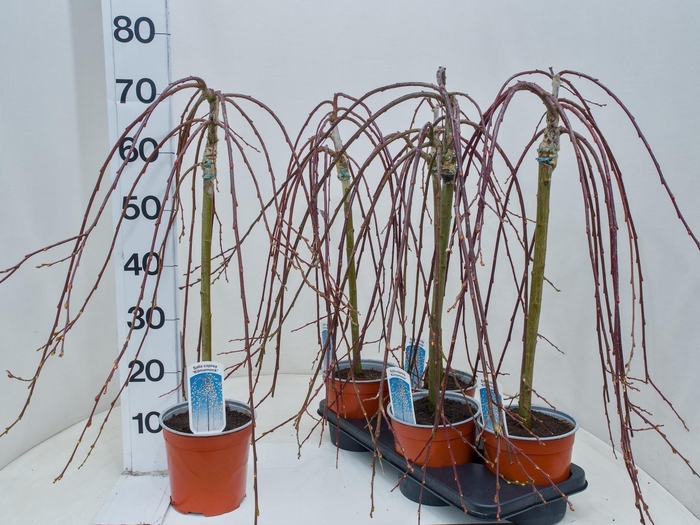 Salix Cap Kilmarnock