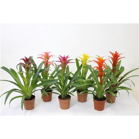<h4>Guzmania Gemengd A2</h4>