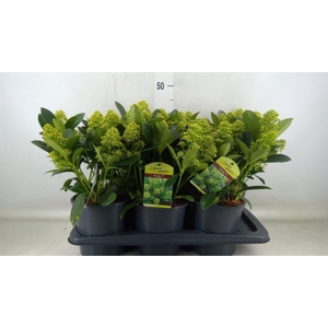 Skimmia jap. 'Finchy'