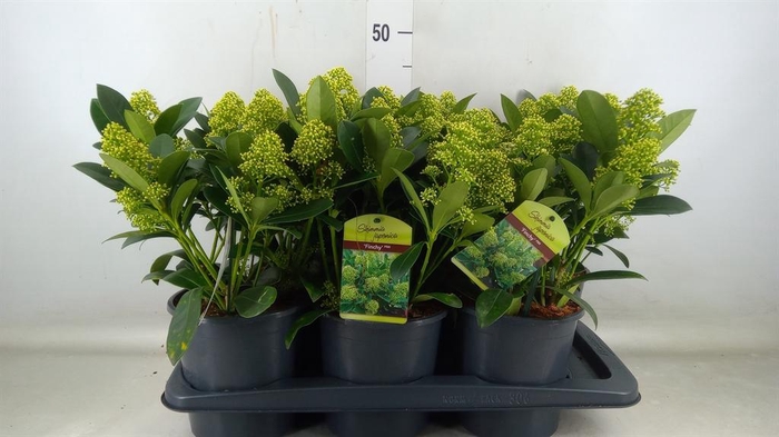 <h4>Skimmia jap. 'Finchy'</h4>