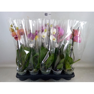 Phalaenopsis   ...mix