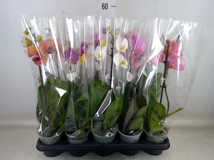 <h4>Phalaenopsis ...mix</h4>