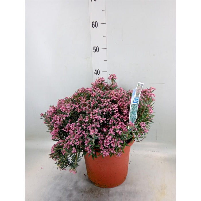 <h4>Andromeda polifolia</h4>