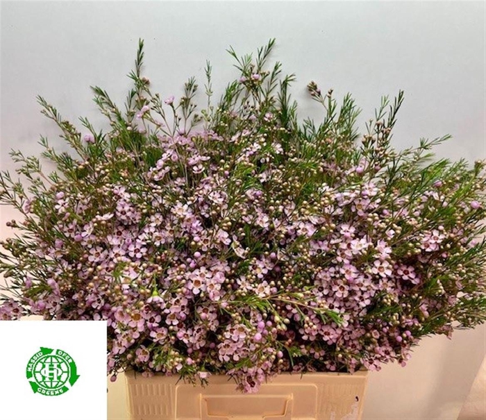 <h4>CHAME UN EARLY NIR</h4>