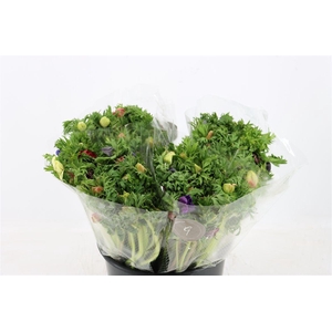 Anem Co Jerusal Mixed