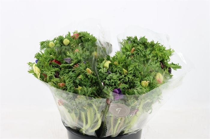 <h4>Anem Co Jerusal Mixed</h4>