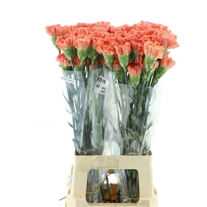 Di St Col Hermes Orange