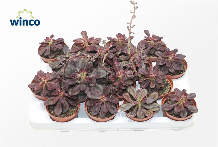 <h4>Echeveria Nodulosa</h4>