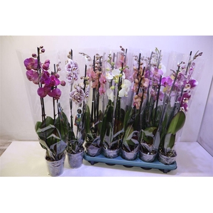 Phal Gem 5 Kl