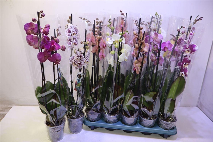 <h4>Phal Gem 5 Kl</h4>